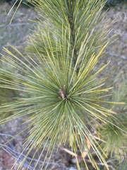 Pinus roxburghii