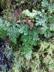 Asplenium dareoides