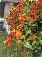 Pseudogynoxys chenopodioides