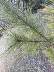 Pinus roxburghii