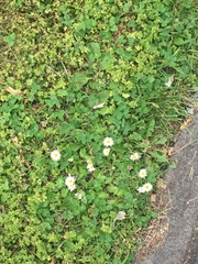 Bellis perennis
