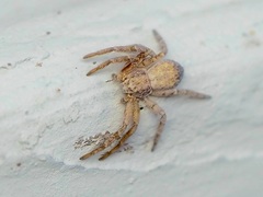 Philodromus aureolus