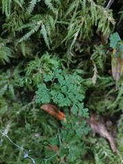 Asplenium dareoides