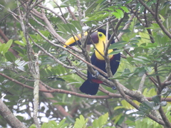 Ramphastos ambiguus