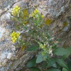 Draba petrophila