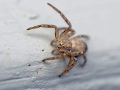 Philodromus aureolus