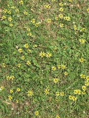 Arctotheca calendula