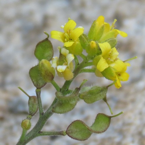 Santa Rita Mountain draba (Draba petrophila)