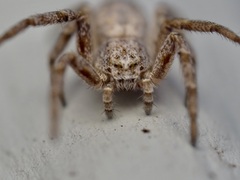Philodromus aureolus