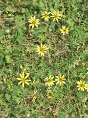 Arctotheca calendula