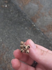 Eucalyptus camaldulensis