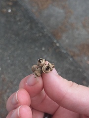 Eucalyptus camaldulensis