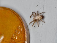 Philodromus aureolus