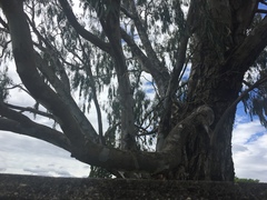 Eucalyptus camaldulensis