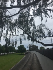 Eucalyptus camaldulensis