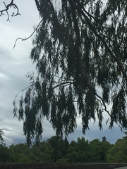 Eucalyptus camaldulensis