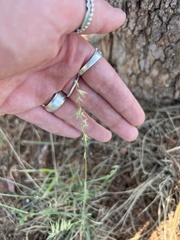 Bouteloua rigidiseta