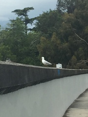 Chroicocephalus novaehollandiae