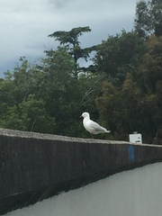 Chroicocephalus novaehollandiae