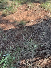 Bouteloua rigidiseta