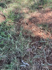 Bouteloua rigidiseta
