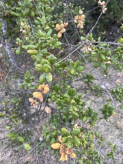 Eugenia uniflora