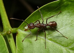 Ectatomma tuberculatum