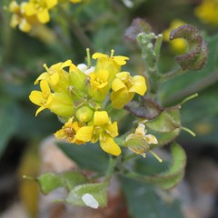 Draba petrophila