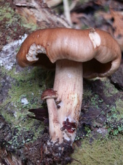 Tricholoma transmutans