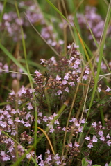 Thymus zygis