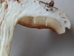 Tricholoma transmutans