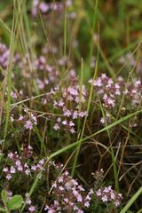 Thymus zygis