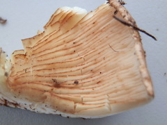 Tricholoma transmutans