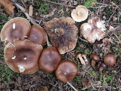 Tricholoma transmutans