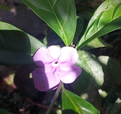 Brunfelsia pauciflora