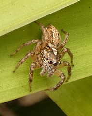 Leptofreya ambigua