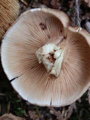 Tricholoma transmutans
