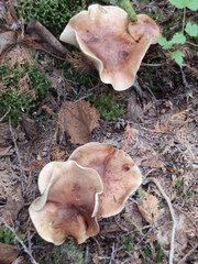 Tricholoma transmutans