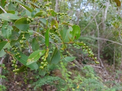 Coccoloba microstachya