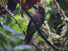 Malacoptila panamensis