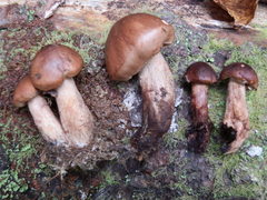 Tricholoma transmutans