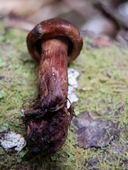 Tricholoma transmutans