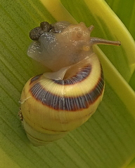Drymaeus rufolineatus