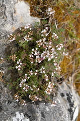 Thymus zygis