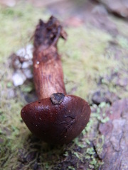 Tricholoma transmutans