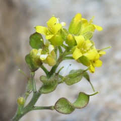 Draba petrophila
