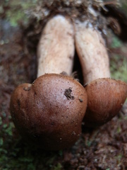 Tricholoma transmutans