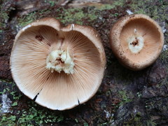 Tricholoma transmutans