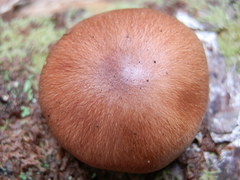 Tricholoma transmutans