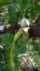 Encyclia cordigera image